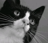 Cat Portrait