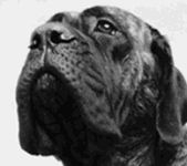 Mastiff Portrait